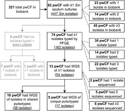 Stenotrophomonas maltophilia natural history and evolution in the airways of adults with cystic fibrosis